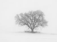 Baum_im_Schnee